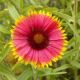 Indian Blanket - Native